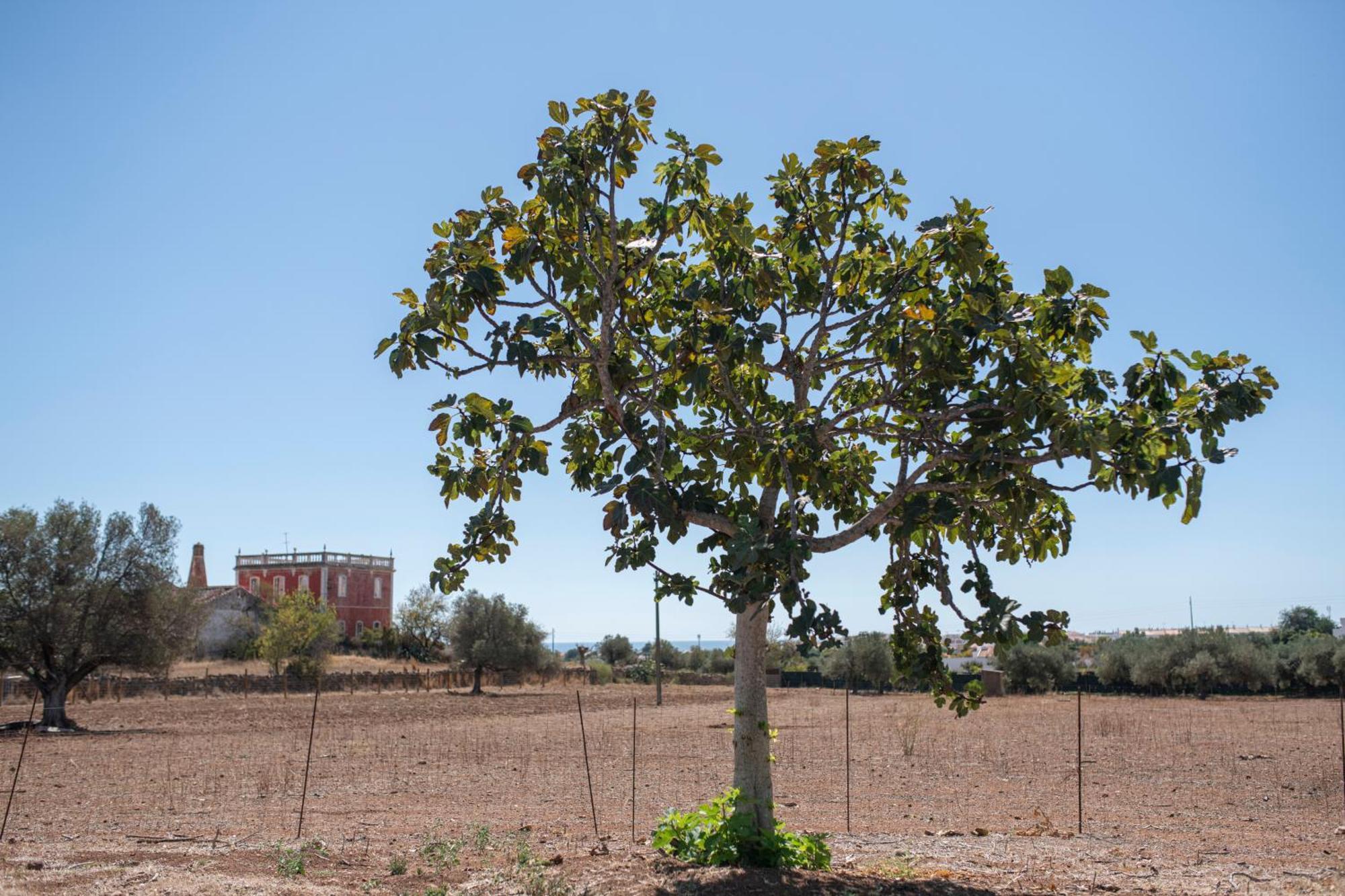 Quinta Castor Βίλα Vila Nova de Cacela Εξωτερικό φωτογραφία