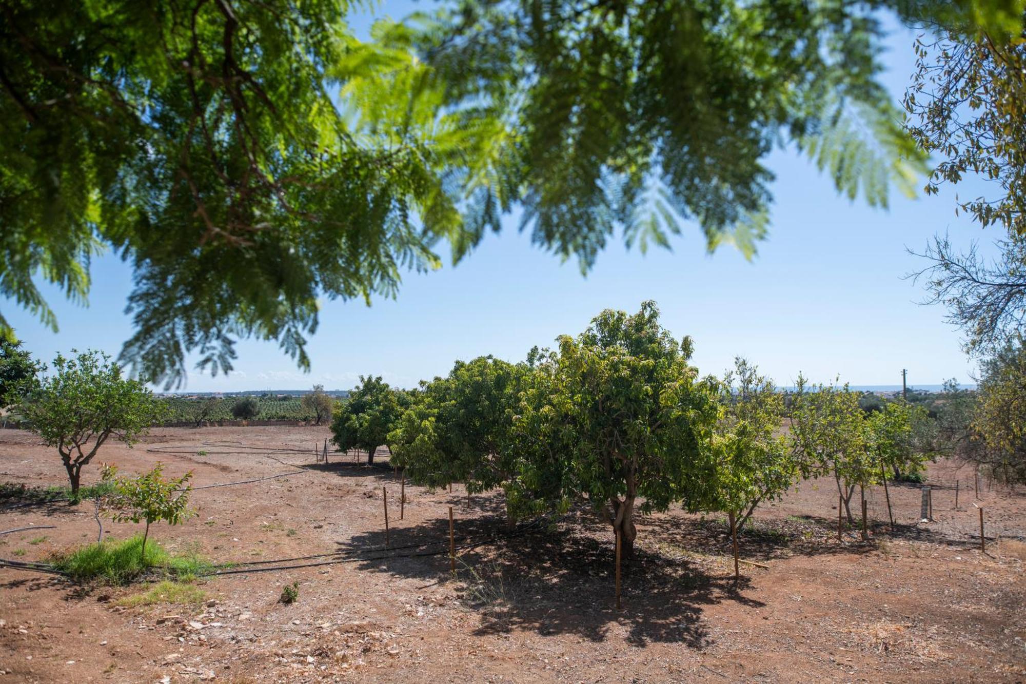 Quinta Castor Βίλα Vila Nova de Cacela Εξωτερικό φωτογραφία