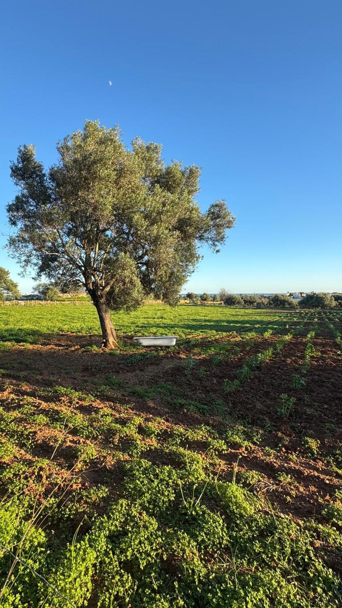 Quinta Castor Βίλα Vila Nova de Cacela Εξωτερικό φωτογραφία